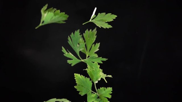 Green parsley flying in the air and falling to water with splash isolated on black background. Slow motion