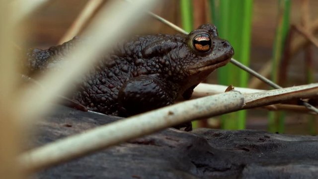 Big brown toad on balk close up