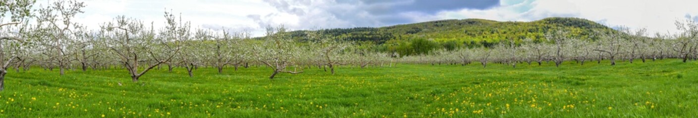 Panoramic view of an apple orchard in bloom 