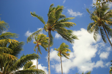 南国ヤシの木リゾートビーチ タヒチでリラックス Relax in resort palm tree beach in Tahiti 