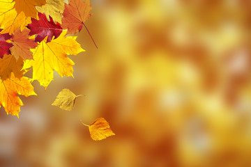 Colorful autumn season leaves on blurry sunny nature bokeh background. Selective focus used.