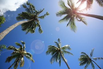 Obraz na płótnie Canvas ヤシの木と日差し、紫外線　palm tree and ultra violet rays 