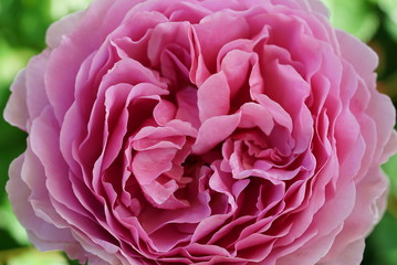 Pink Rose ピンクローズ