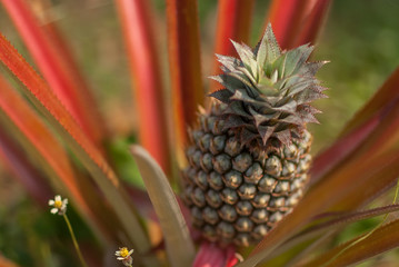 Fototapeta premium Macro close up pineapple fruits in Thailand