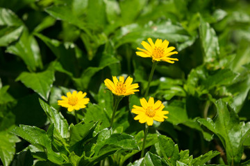 Closeup Small Singapore daisy flower