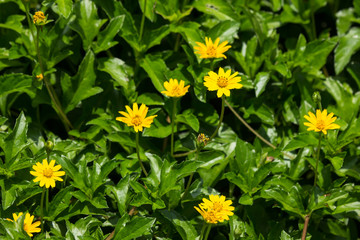Obraz premium Closeup Small Singapore daisy flower