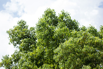 Leaf of Cinnamomum camphora tree