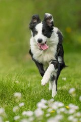 Junger Border Collie rennt durch eine Wiese