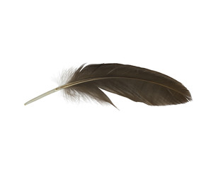 feather on white background 