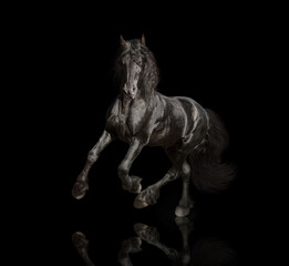Fototapeta na wymiar Big black Friesian horse runs isolated on the black background