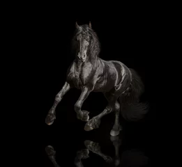 Foto op Plexiglas anti-reflex Big black Friesian horse runs isolated on the black background © ashva