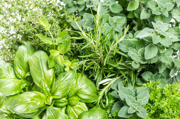 Kitchen herbs Basil rosemary mint oregano Food background
