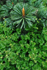 Pine branch texture close up with new brown bud, top view on green leaves background
