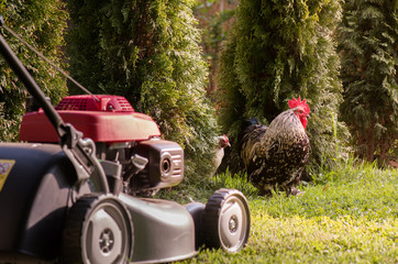  Lawn mower cutting grass