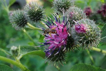 Macro of Caucasian bee Sphecodes miniatus on burdock flower