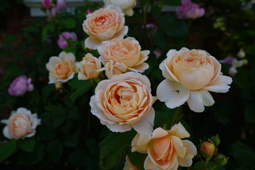 Roses 薔薇