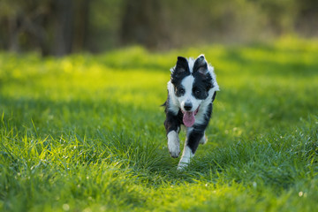 Naklejka na ściany i meble Young border collie dog runs through summer meadow