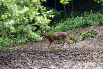Roe buck by the edge of the forest, looking cautiously around