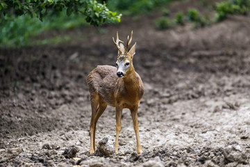Roe buck by the edge of the forest, looking cautiously around