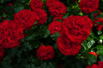 Red Rose 赤い薔薇