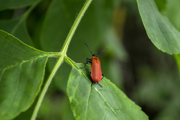 Red insect on a green leaves. Macro shot.