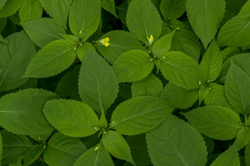 Fototapeta na wymiar Green leaves pattern. Natural background.
