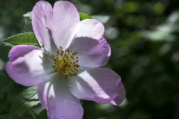 Wild rose close up.