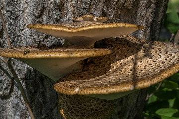 The poisonous mushrooms on trunk of tree.