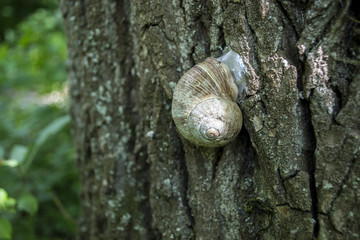 Snail shell on the trunk of tree.