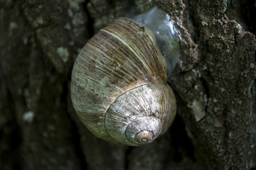 Snail shell on the trunk of tree.
