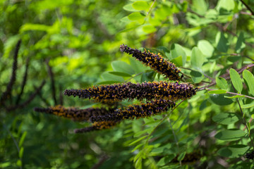 Blooming branch of acacia tree close up.