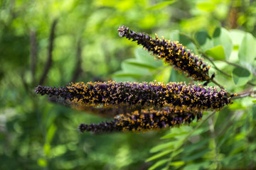 Blooming branch of acacia tree close up.