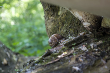 Snail shell on the trunk of tree.