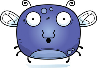 Surprised Little Fly