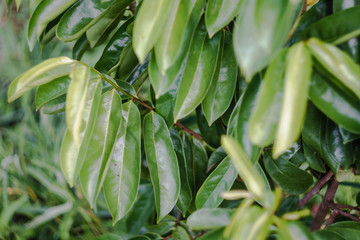 Soursop plant grows on an organic farm in Cambodia.