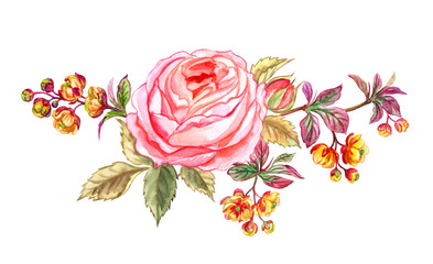 A tender pink rose and branches of blossoming barberry, watercolor illustration on white background, isolated.