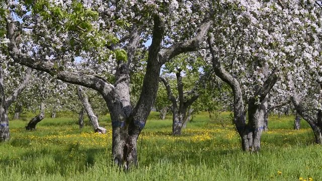 Apple orchard panning with many blooming trees row with white and pink flowers during summer in wind on farm countryside landscape