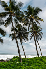 Fototapeta na wymiar Palm trees at the coast