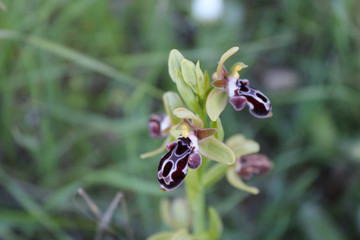 Rare Cyprus orchid Ophrys Flavomarginata