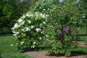 White and Purple Lilacs