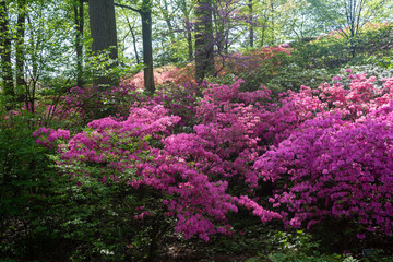 Multicolor Azaleas