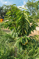 Soursop plant grows on an organic farm in Cambodia.