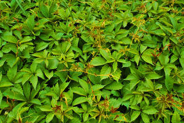 Wild grapes green leaves close up wall background, top view