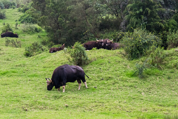 Wild buffalo grazing