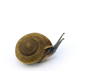 Snail animal on white background