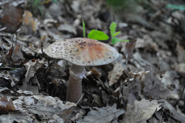 Delicious edible mushroom - the blusher 