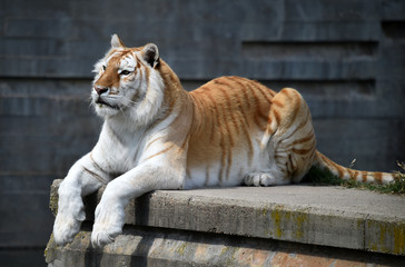 tigre
