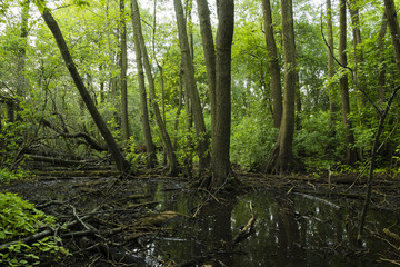 Fototapeta na wymiar Bäume die im Sumpf stehen, Bäume stehen im Sumpf, Sumpfiger Wald 