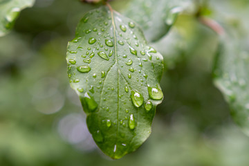 Wassertropfen auf grünem Blatt