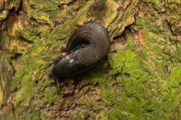Nacktschnecke am Baum